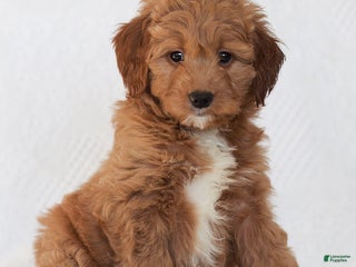 Mini Goldendoodle dogs Ramona - Ad 22