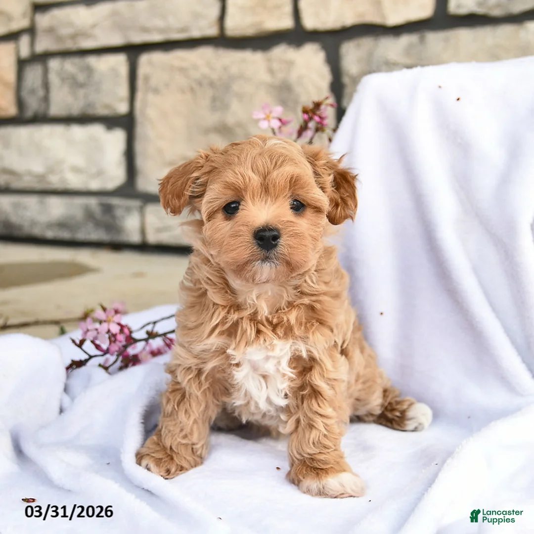 Maltipoo dogs for sale: Daisy  - Ad 2