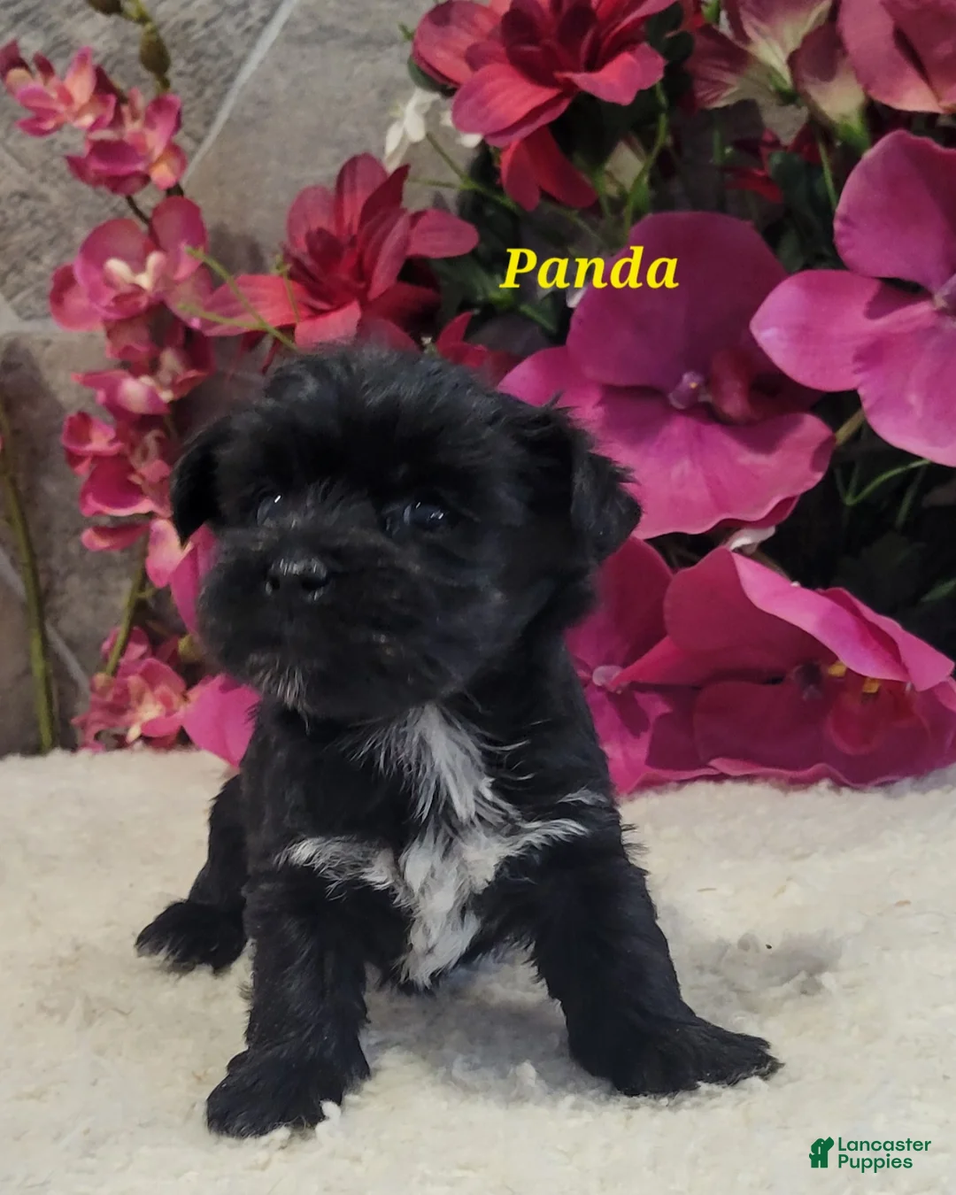 Morkie dogs for sale: Panda - Ad 4