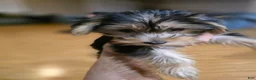 Yorkshire Terrier dogs for sale: Duchess - Ad 3