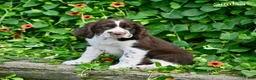 English Springer Spaniel dogs for sale: Simba - Ad 3