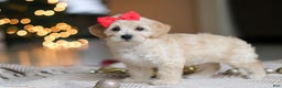 Maltipoo dogs for sale: Rosie - Ad 4