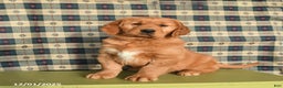 Golden Retriever dogs for sale: Jasper - Ad 1