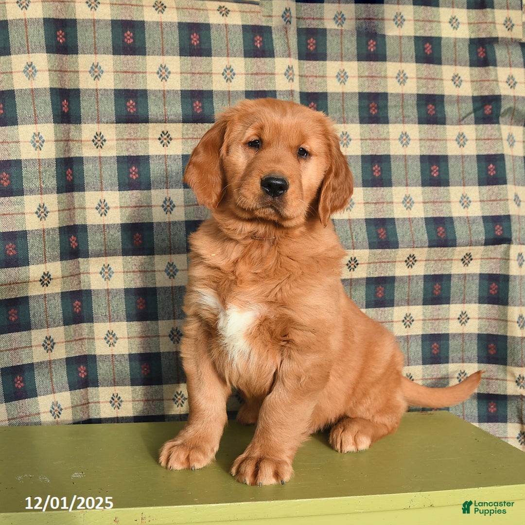 Golden Retriever dogs for sale: Jasper - Ad 1