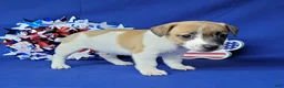 Jack Russell Terrier dogs for sale: RICOCHET Delivery available  - Ad 8