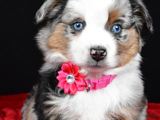Miniature Australian Shepherd dogs Remi - Ad 17