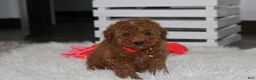 Miniature Poodle dogs for sale: Sammy - Ad 9