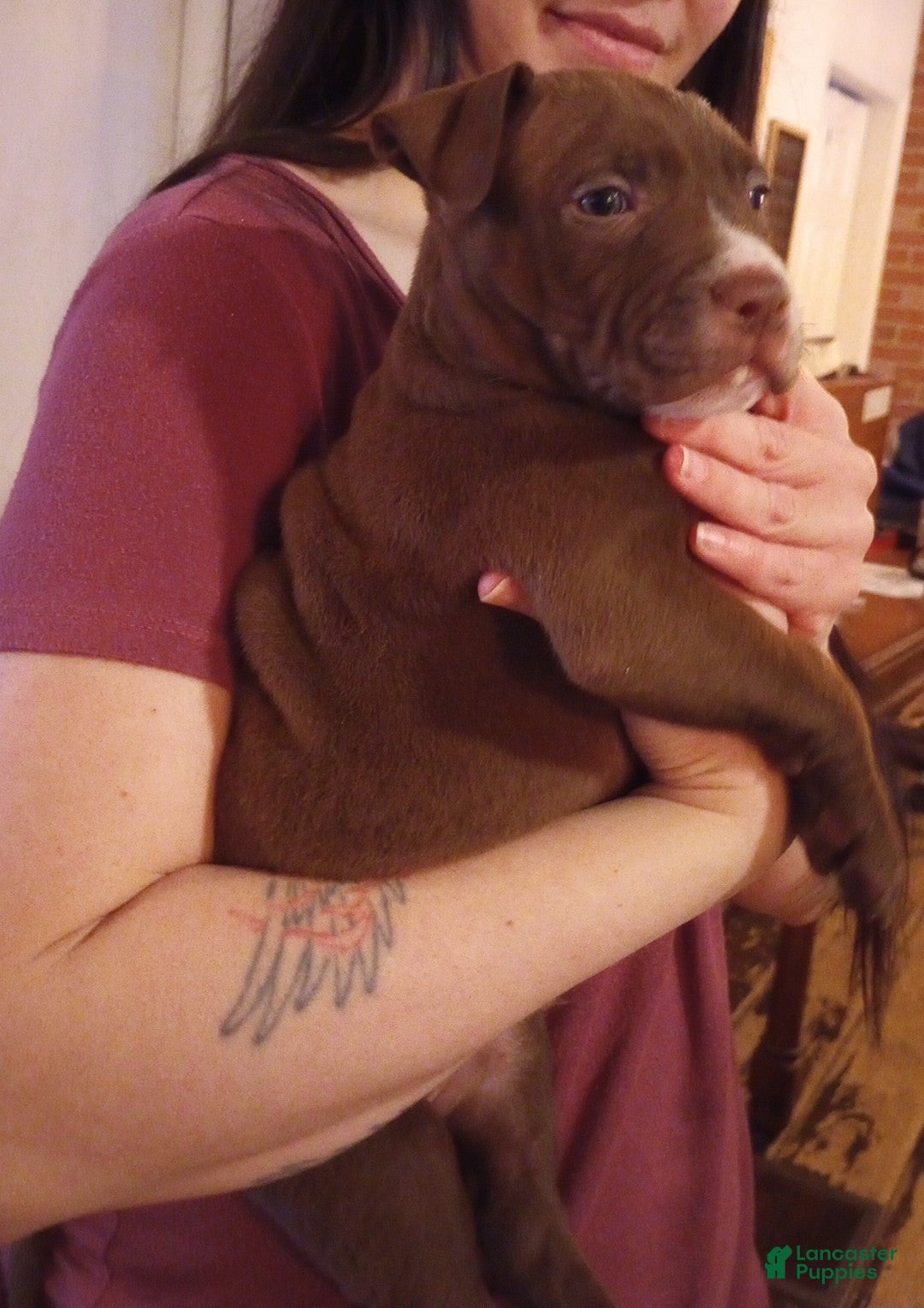 American Bully dogs Tyler Kaysak - Ad 10