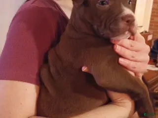 American Bully dogs Tyler Kaysak - Ad 10