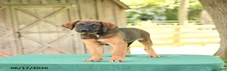 Mixed Breed dogs for sale: Sheba - Ad 4