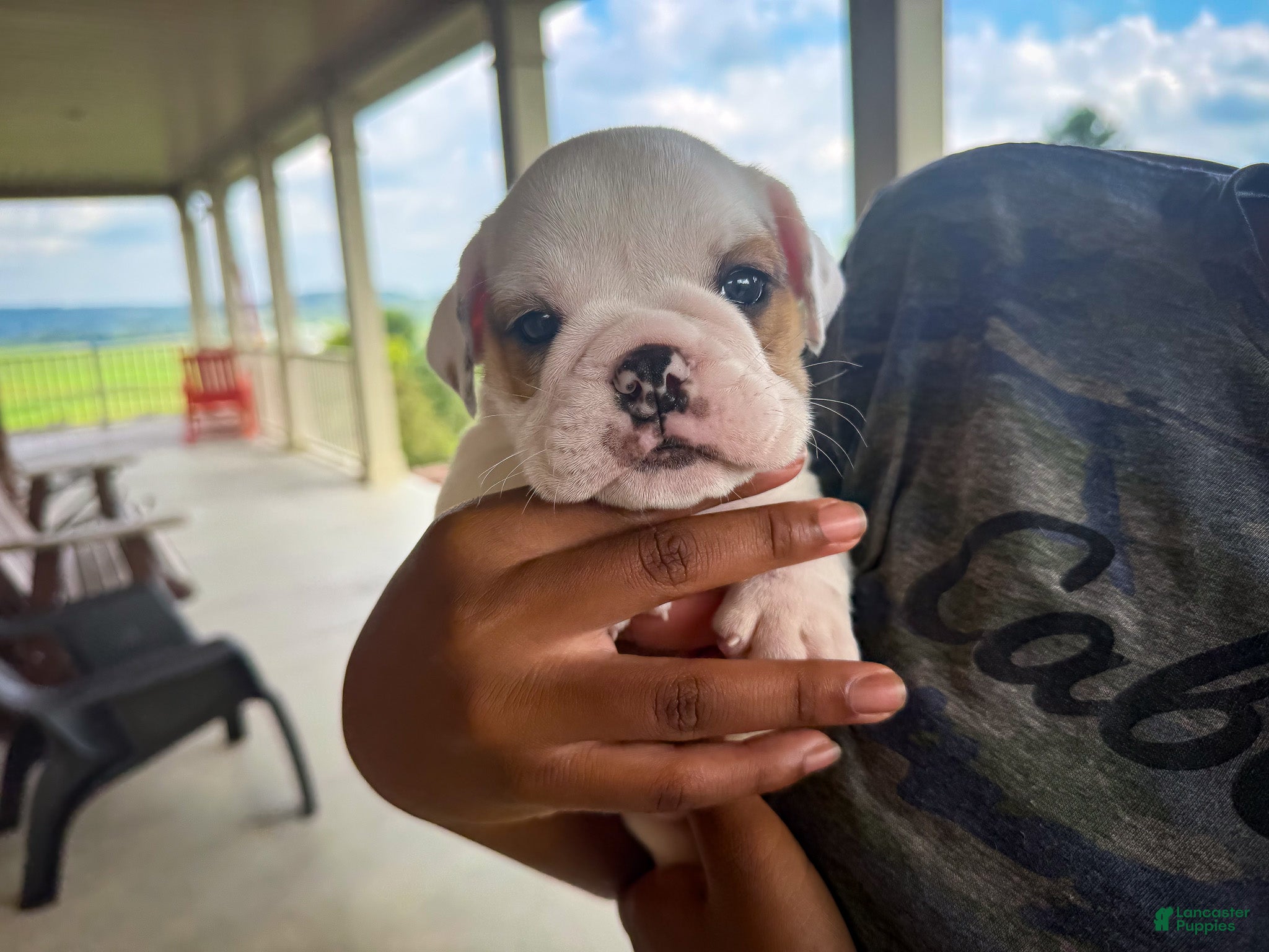 English Bulldog dogs Oliver - Ad 1