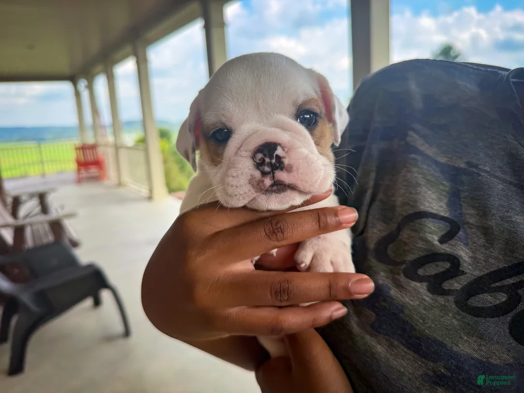 English Bulldog dogs for sale: Oliver - Ad 1