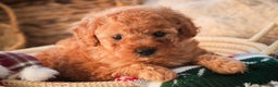 Miniature Poodle dogs for sale: Hudson - Ad 3