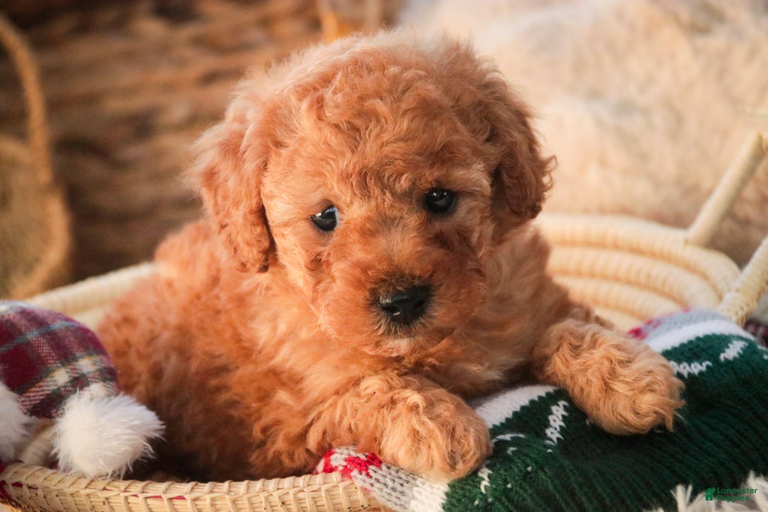 Miniature Poodle dogs for sale: Hudson - Ad 3