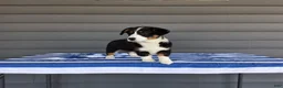 Welsh Corgi Pembroke dogs for sale: Della - Ad 3