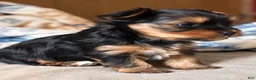Yorkshire Terrier dogs for sale: Bella - Ad 5