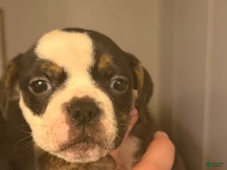 Olde English Bulldogge dogs Olde English Bulldogge Puppy 1 - Ad 26