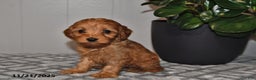Cavapoo dogs for sale: Leo - Ad 2