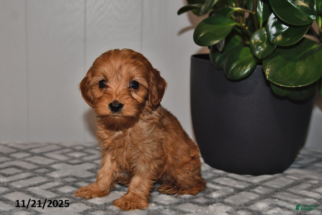 Cavapoo dogs for sale: Leo - Ad 2