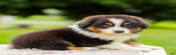 Miniature Australian Shepherd dogs for sale: Cory - Ad 6
