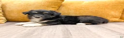 Australian Shepherd dogs for sale: Nova - Ad 3