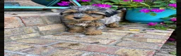 Mini Bernedoodle dogs for sale: Duke - Ad 3