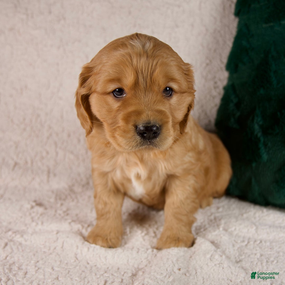 Mixed Breed dogs for sale: Milo - Ad 8