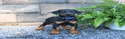 Doberman Pinscher dogs for sale: Pepsi - Ad 3