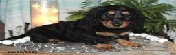 Dachshund dogs for sale: Revan - Ad 2