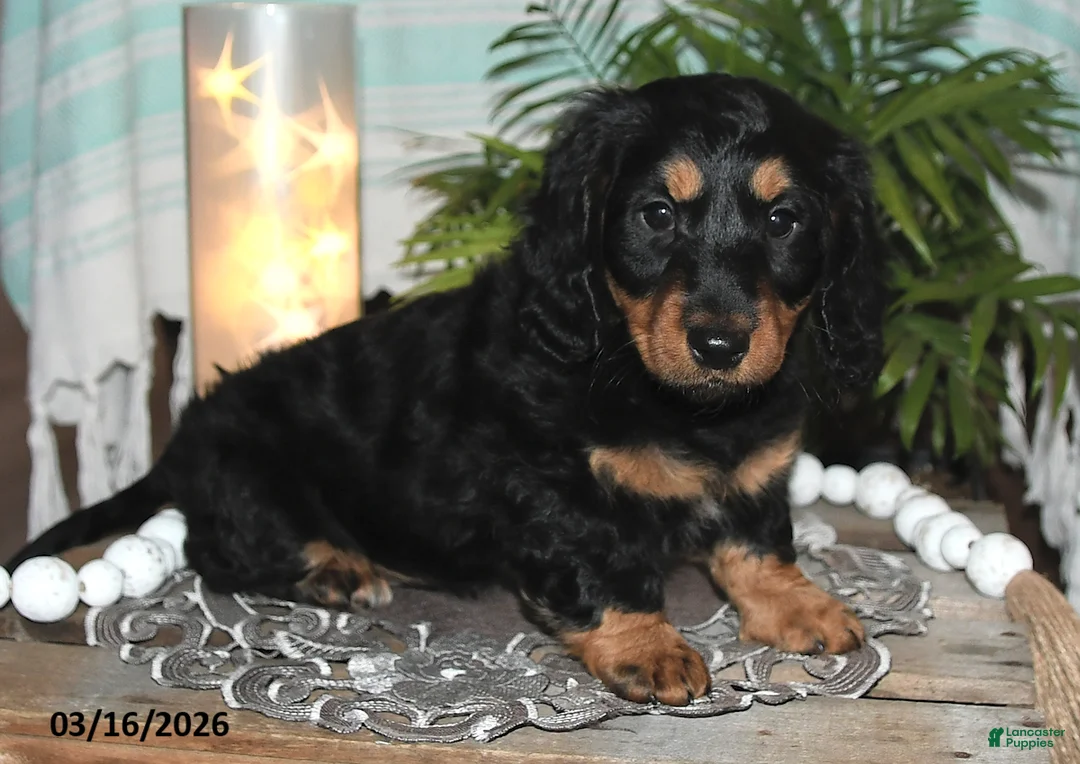 Dachshund dogs for sale: Revan - Ad 2