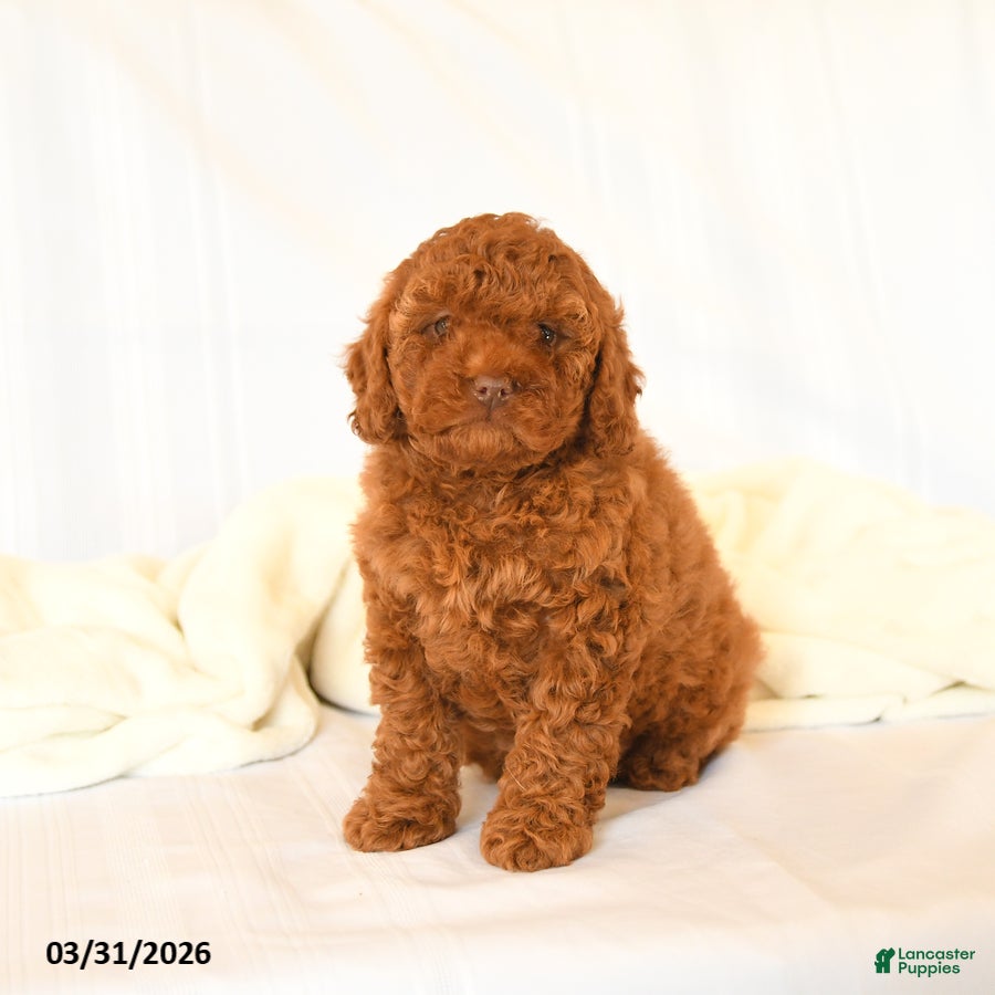 Miniature Poodle dogs Gracie - Ad 2