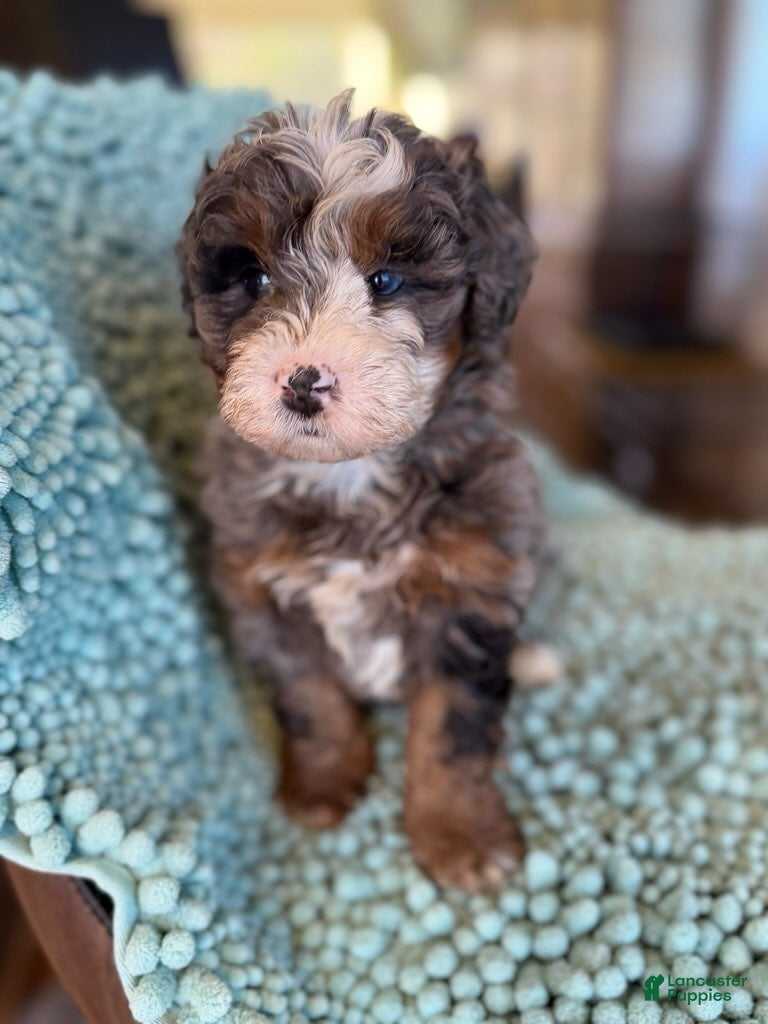 Bernedoodle dogs for sale: Gunnar - Ad 1