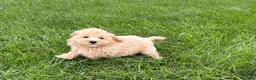 Maltipoo dogs for sale: Jesse  - Ad 5