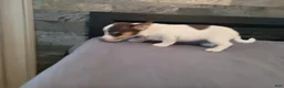 Jack Russell Terrier dogs for sale: Lulu  - Ad 4