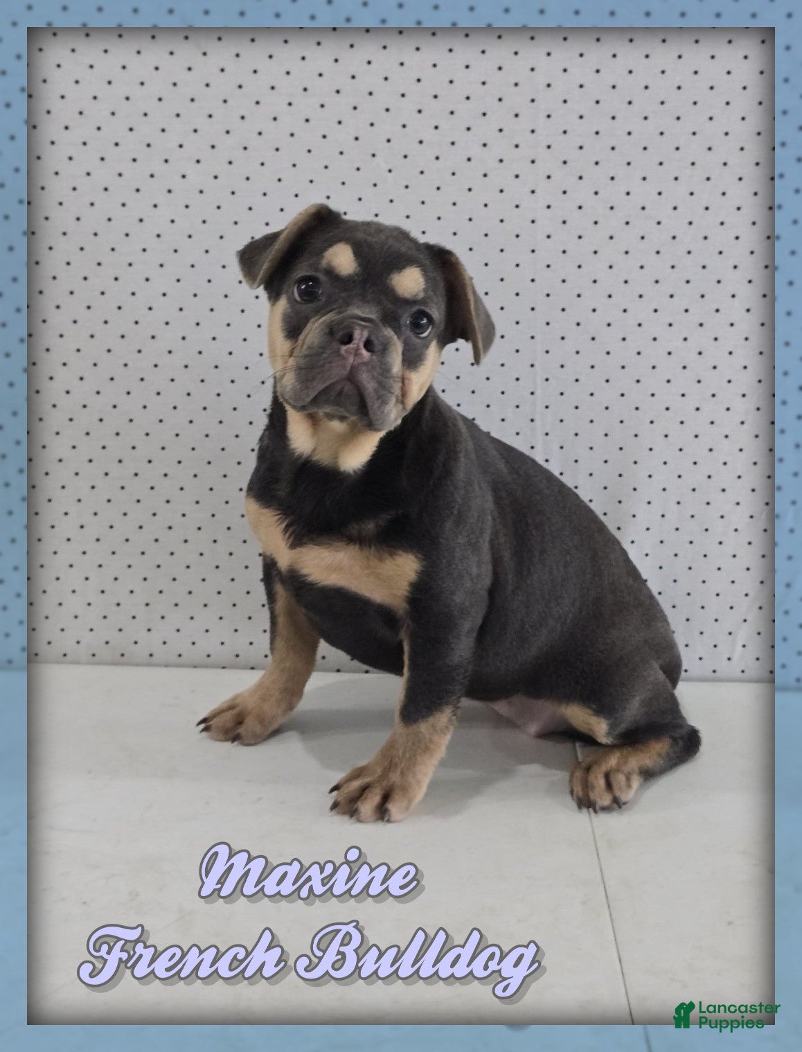 French Bulldog dogs Maxine - Ad 1