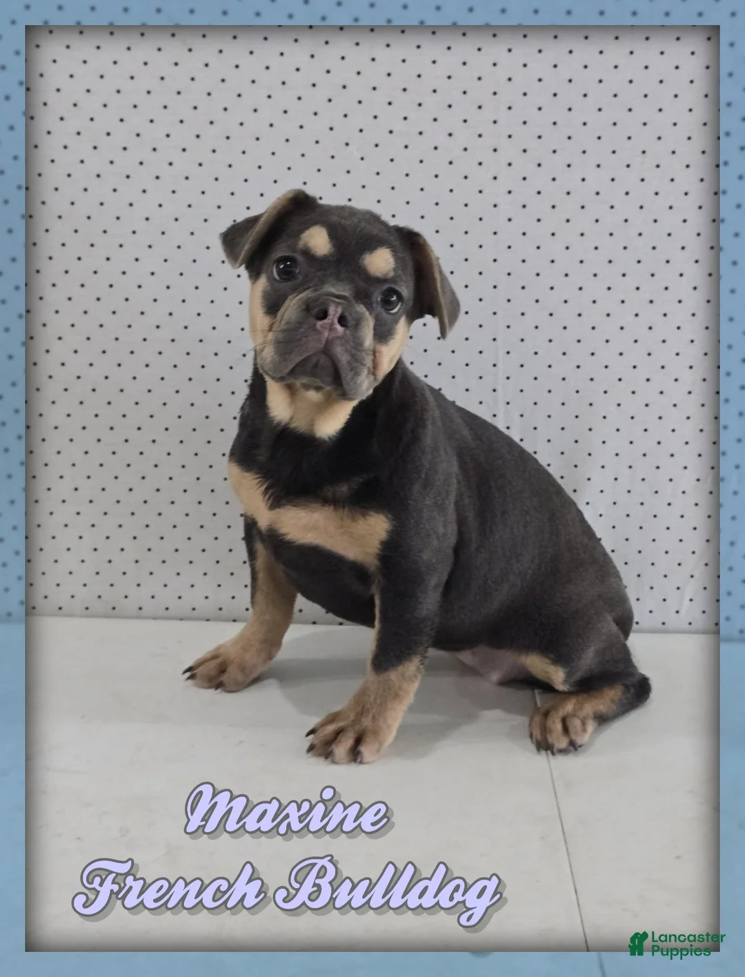 French Bulldog dogs for sale: Maxine - Ad 1