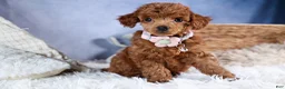 Toy Poodle dogs for sale: Tansy  - Ad 11