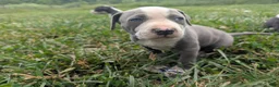 American Pit Bull Terrier dogs for sale: American Pit Bull Terrier Puppy 8 - Ad 1