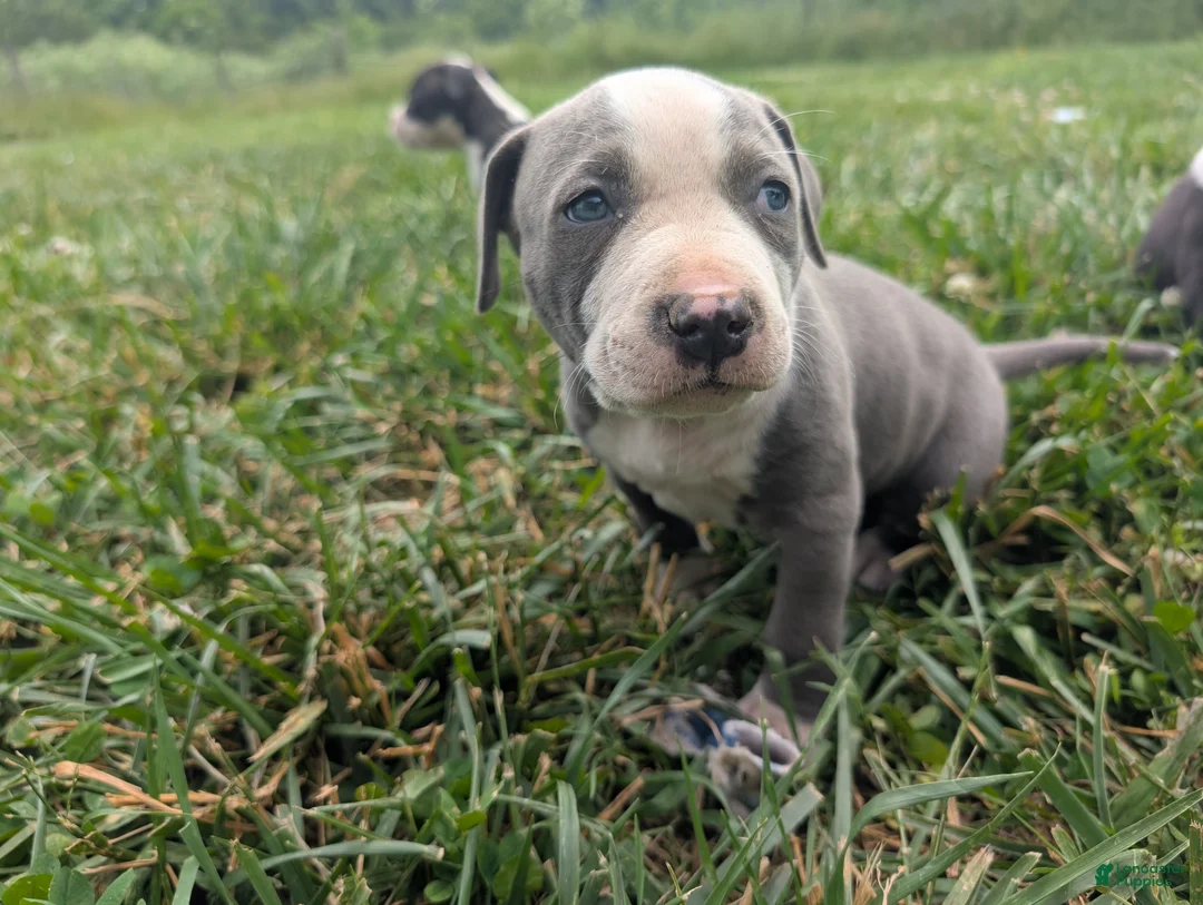 American Pit Bull Terrier dogs for sale: American Pit Bull Terrier Puppy 8 - Ad 1
