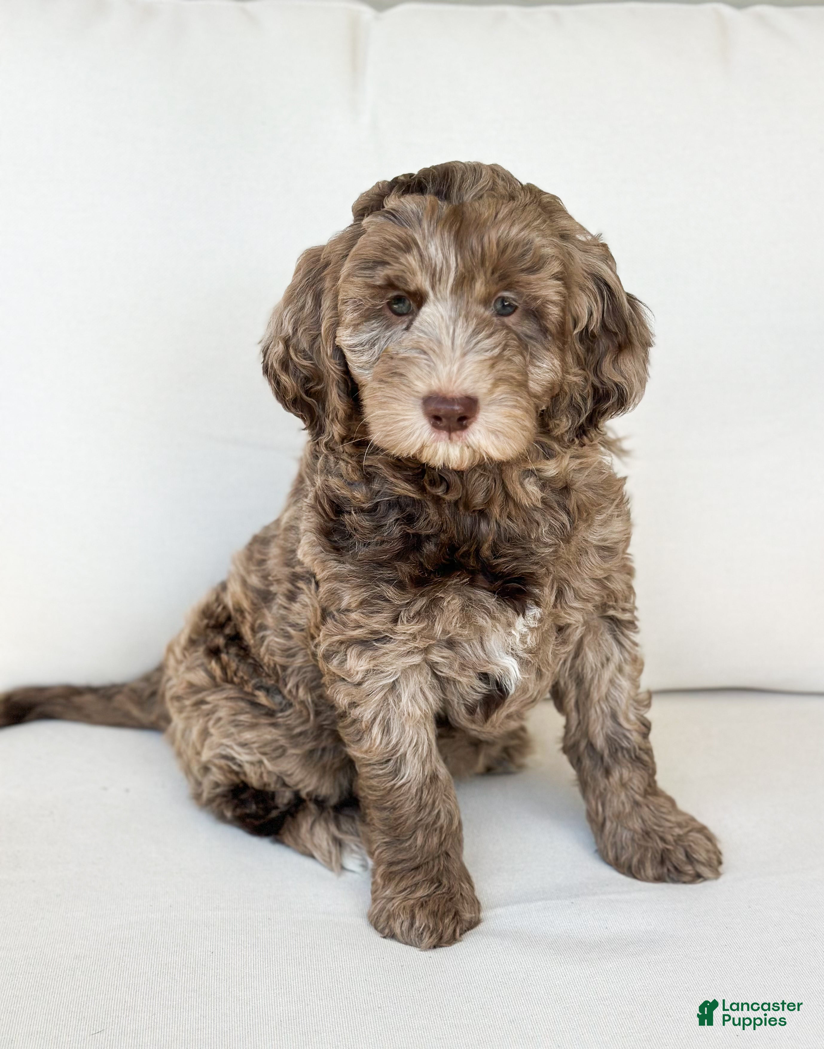 Mini Goldendoodle dogs Teddy - Ad 1