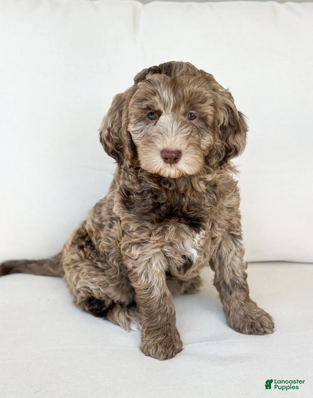 Mini Goldendoodle dogs for sale: Teddy - Ad 1
