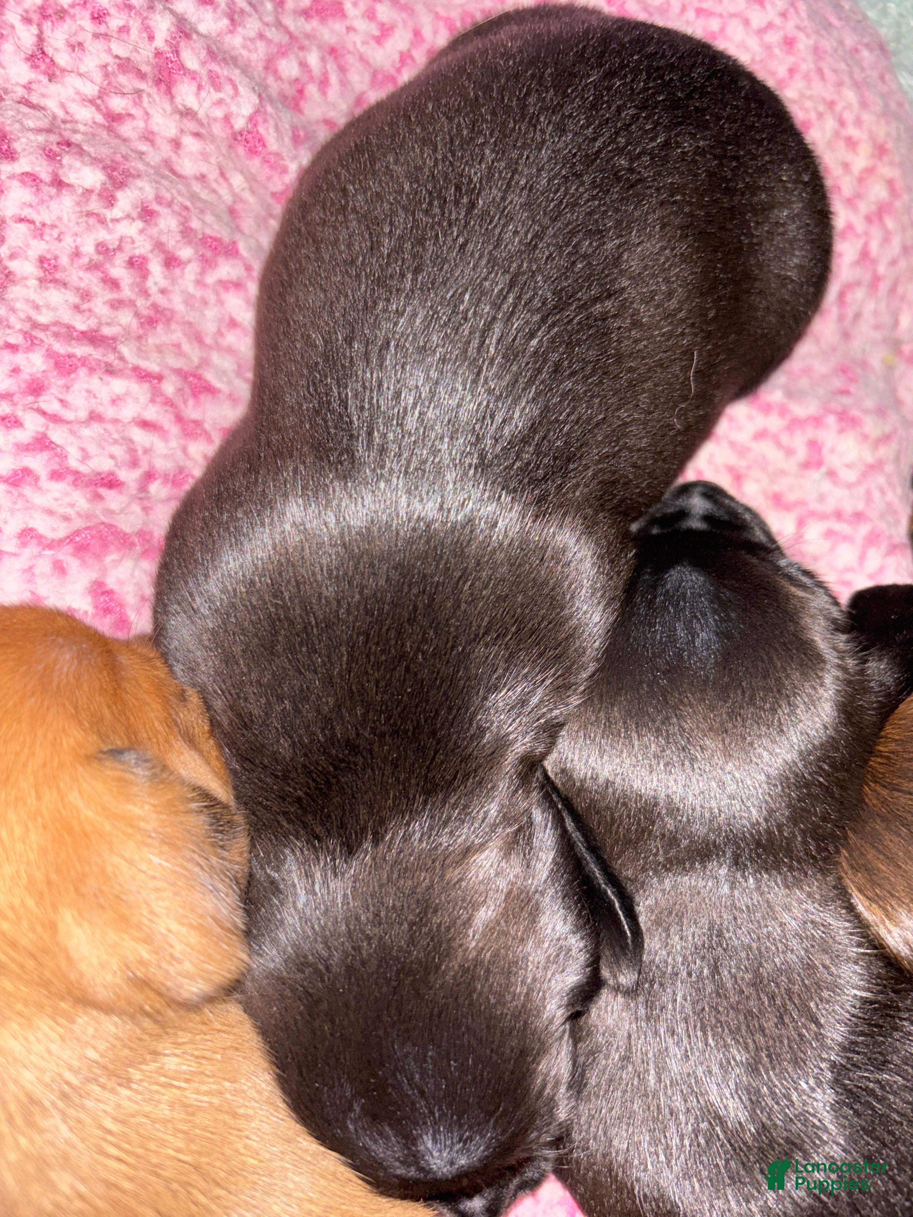 Dachshund dogs Dachshund Puppy 4 - Ad 3