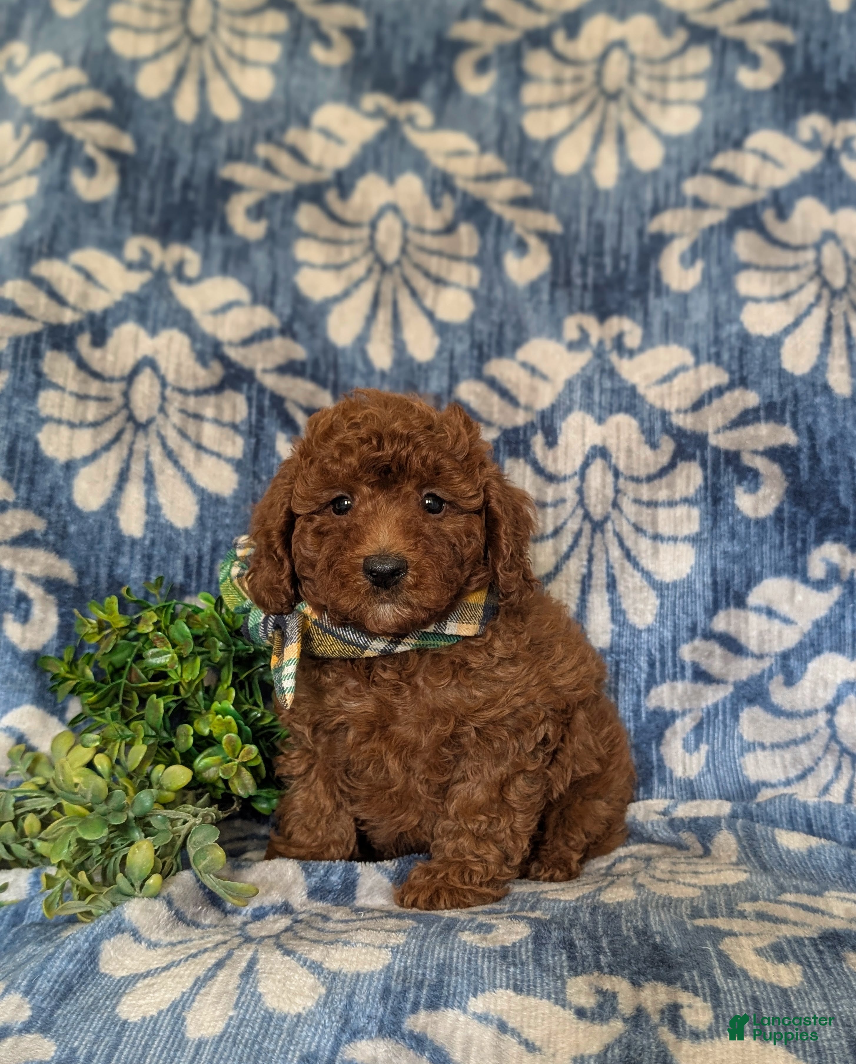 Miniature Poodle dogs Stedman - Ad 1