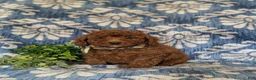 Miniature Poodle dogs for sale: Stedman - Ad 1