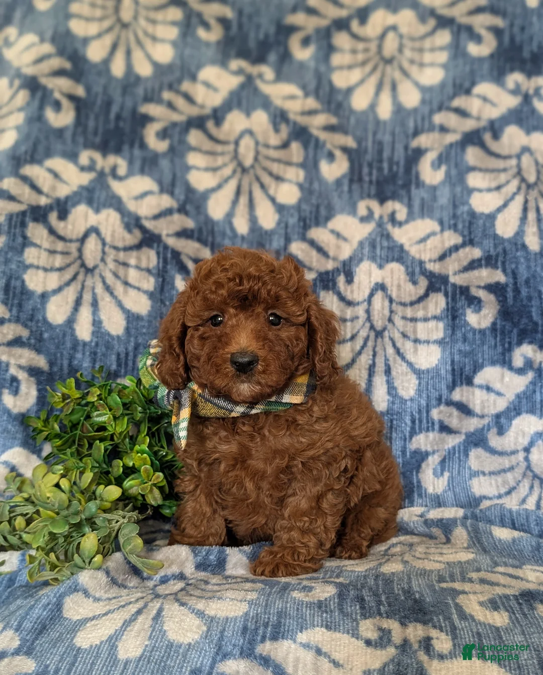 Miniature Poodle dogs for sale: Stedman - Ad 1