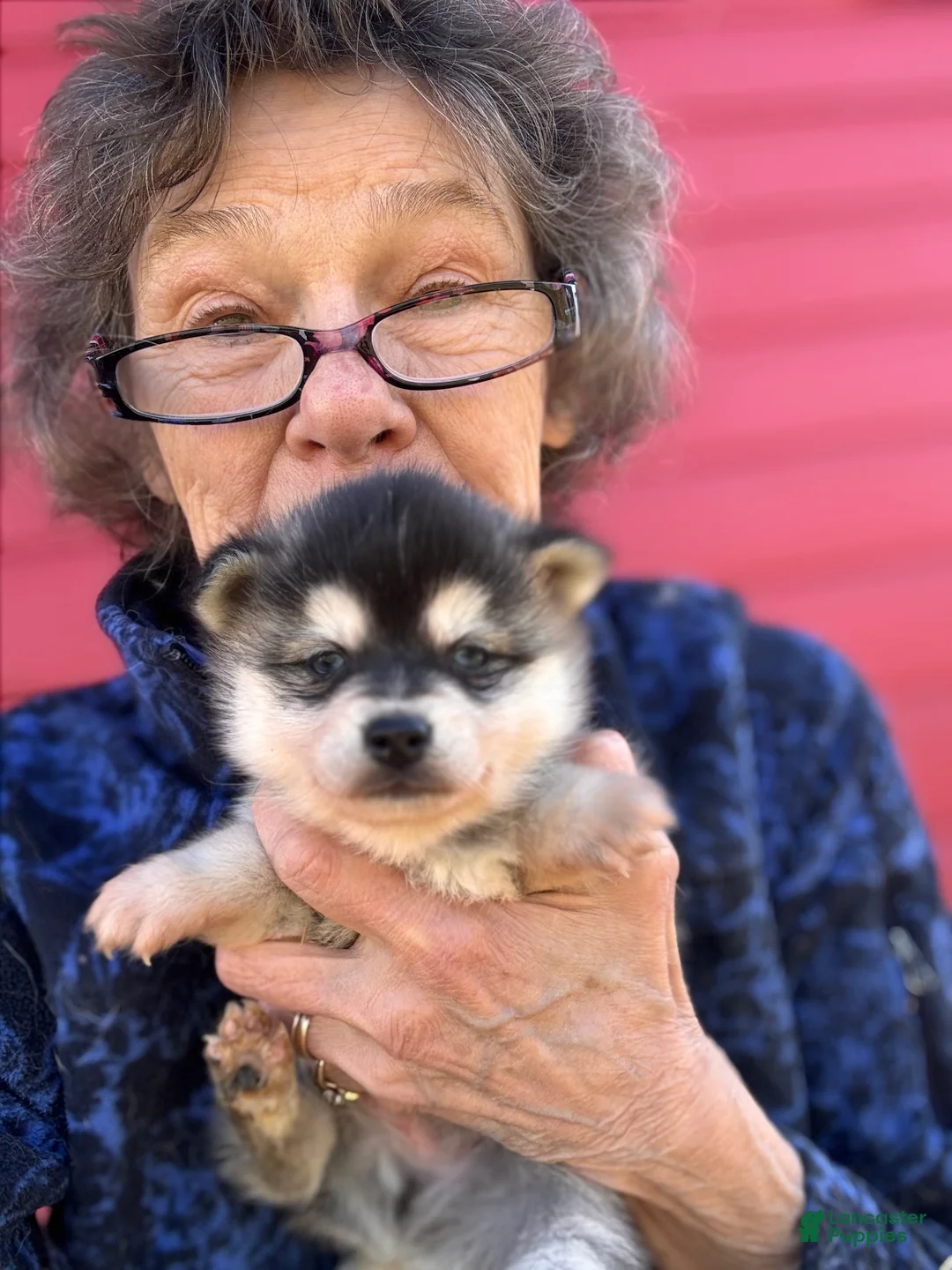 Alaskan Klee Kai dogs for sale: Alaskan Klee Kai Puppy 1 - Ad 1
