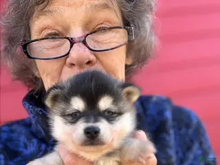 Alaskan Klee Kai dogs Alaskan Klee Kai Puppy 1 - Ad 16