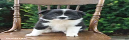 Mixed Breed dogs for sale: Dolly - Ad 5