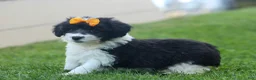 Corgipoo dogs for sale: NORMAN - Ad 8