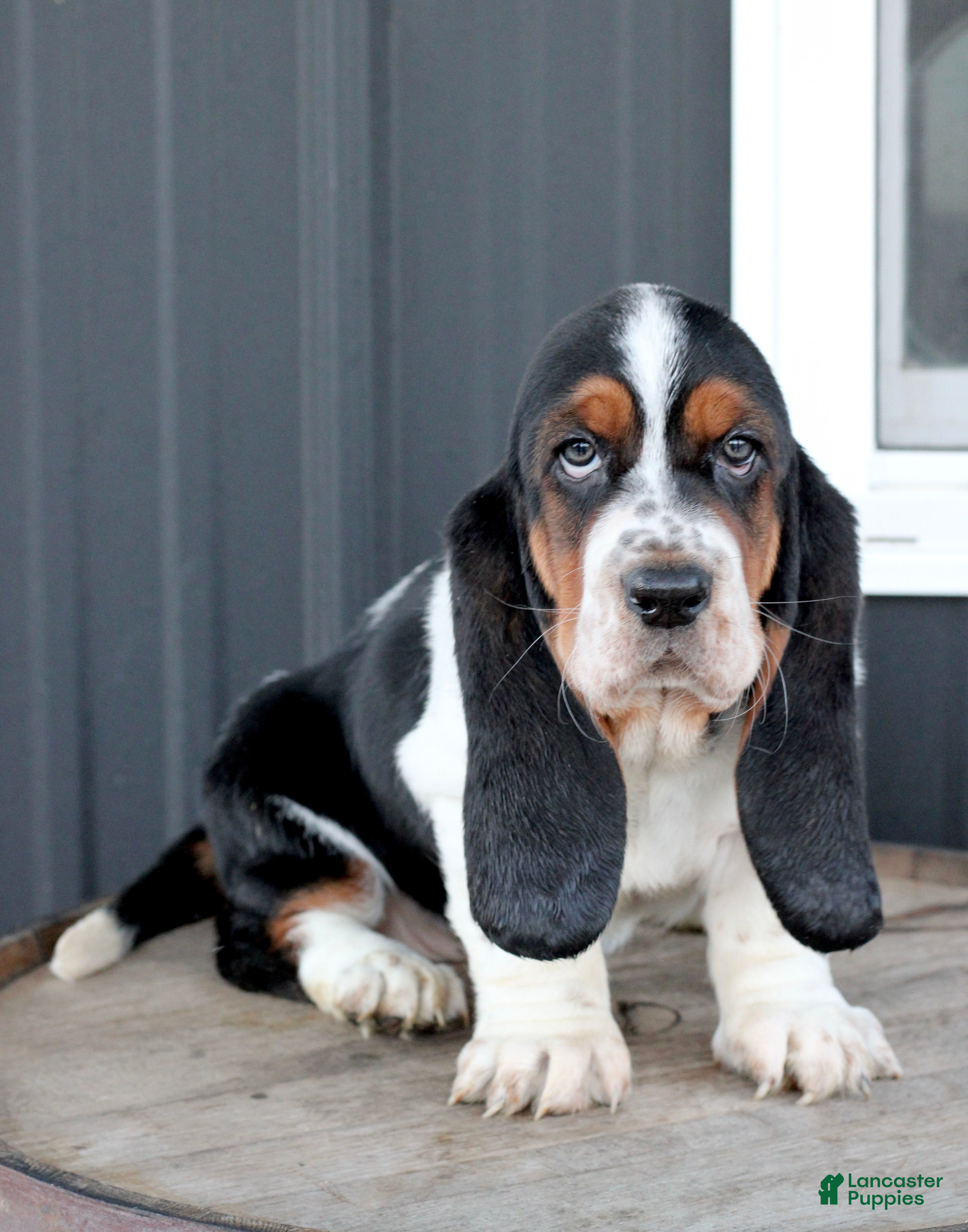 Basset Hound dogs Basset Hound Puppy 1 - Ad 1